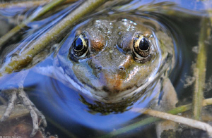 Bufo bufo by Mathieu Foulquié 